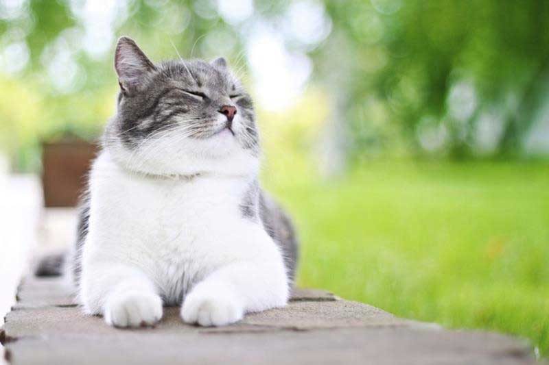 Spring into spring…but watch those garden dangers! - Veterinary Dedham