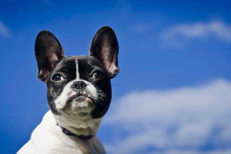 Remembering Our Best Friends: June 13th is World Pet Memorial Day - Veterinary Dedham