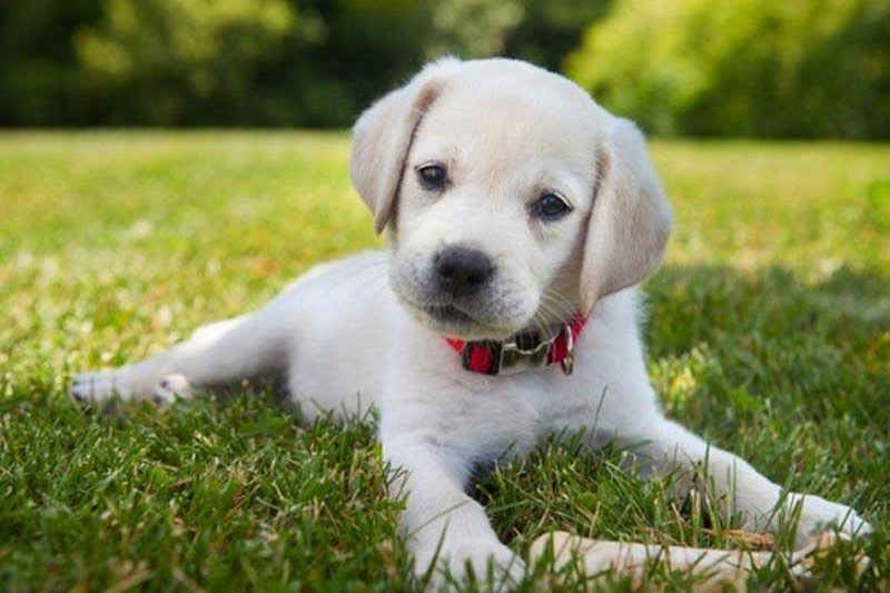 Spring, Ticks and Lyme Disease - Veterinary Dedham