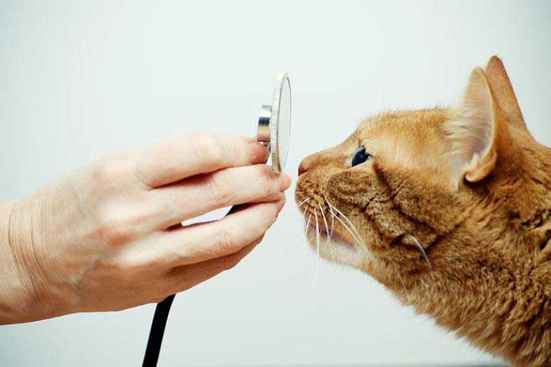 New Virus May Cause Chronic Kidney Disease in Cats - Veterinary Dedham