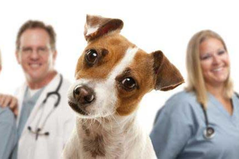 April 25th is International Guide Dog Day - Veterinary Dedham