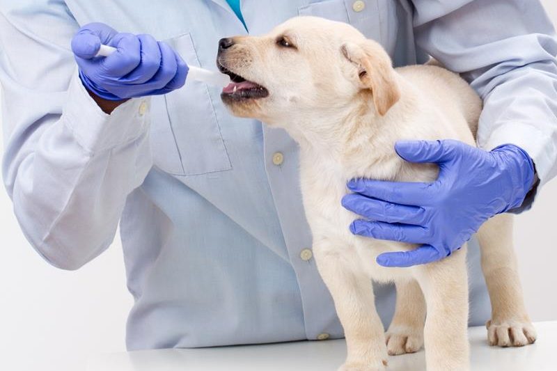Immunization: The Core of Your Pet’s Preventive Healthcare - Veterinary Dedham