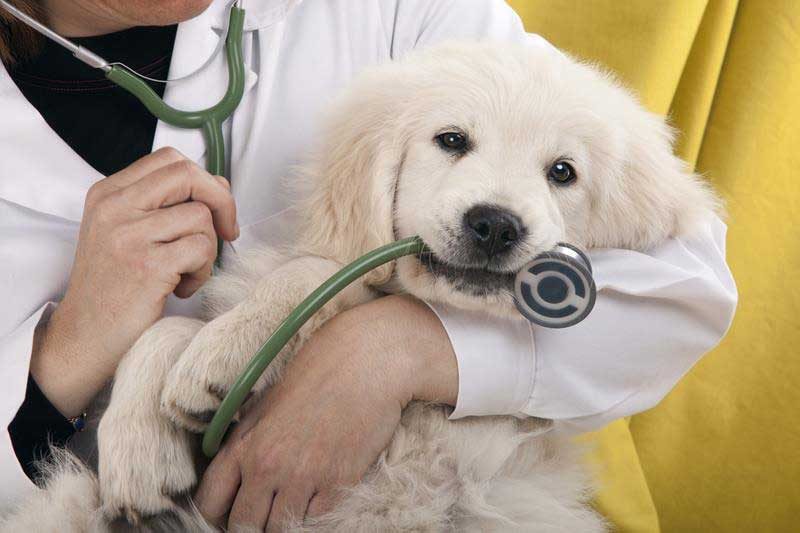 How Do You Choose An Animal Hospital? - Veterinary Dedham