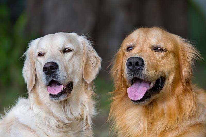 Researchers identify a protein that helps treat canine lymphoma - Veterinary Dedham