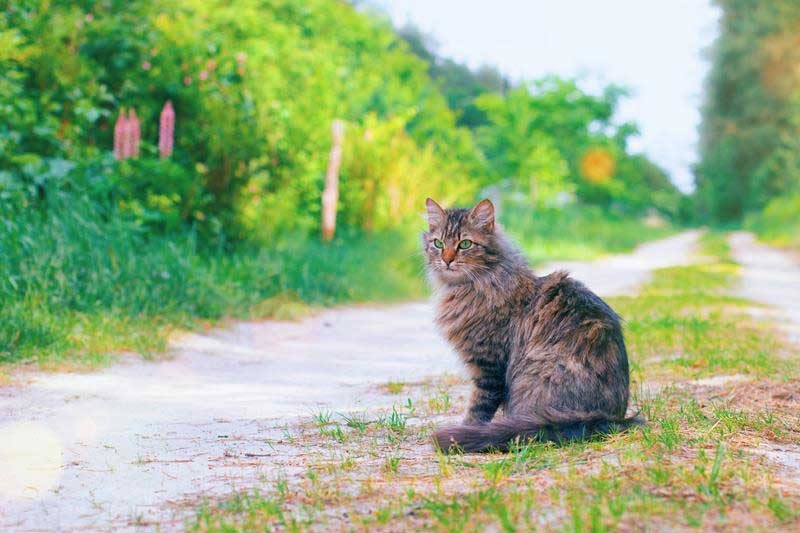 March is Tick Awareness Month    - Veterinary Dedham