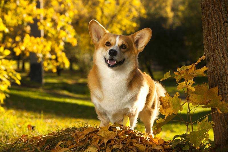 March 23 is National Puppy Day! - Veterinary Dedham
