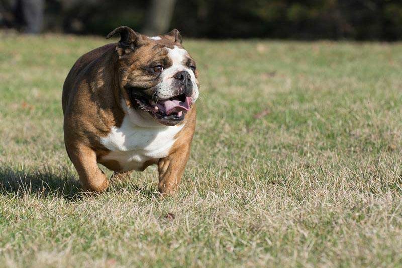 March is Pet Poison Prevention Month - Veterinary Dedham