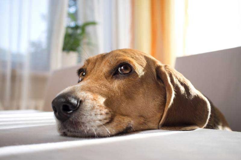 Dog Returns from the (Presumed) Dead - Veterinary Dedham