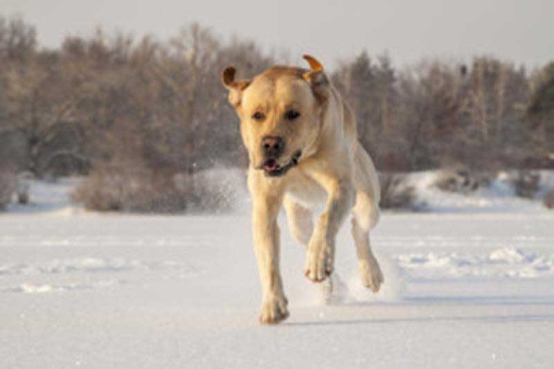 A Shoutout for Professional Pet Sitters - Veterinary Dedham
