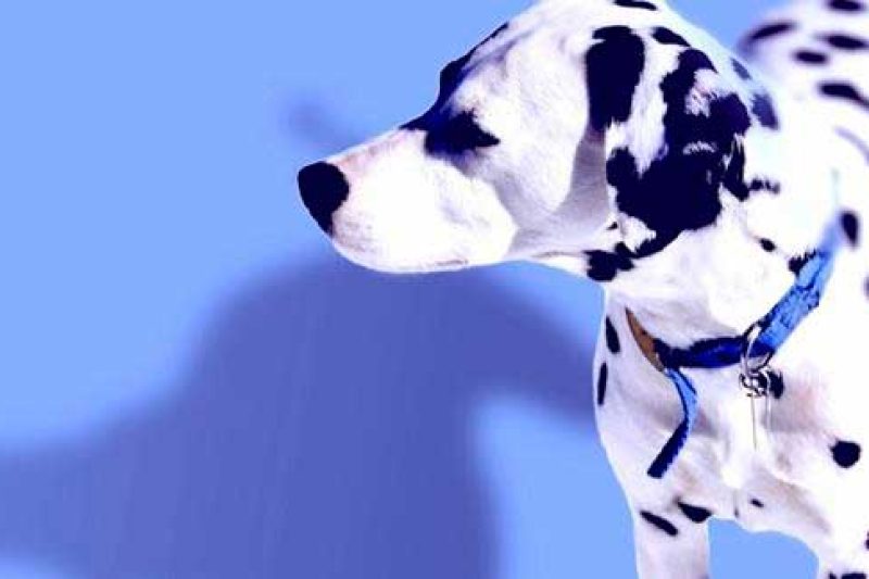 February 23 is International Dog Biscuit Appreciation Day - Veterinary Dedham
