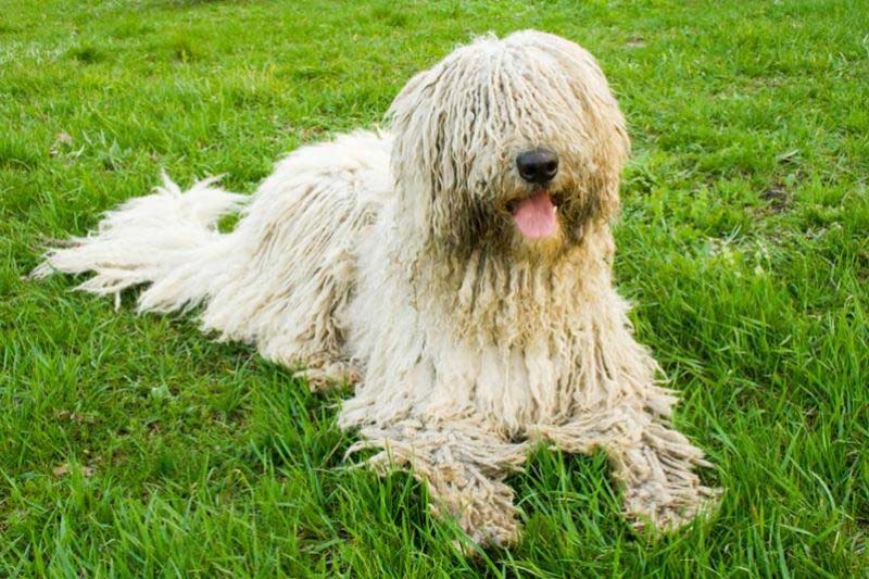 Staying Safe: Dog Bite Prevention Week - Veterinary Dedham