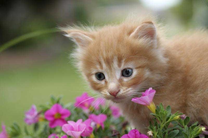 June 4-10 is Pet Appreciation Week! - Veterinary Dedham