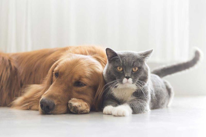 Aboutus Img - Veterinary Dedham