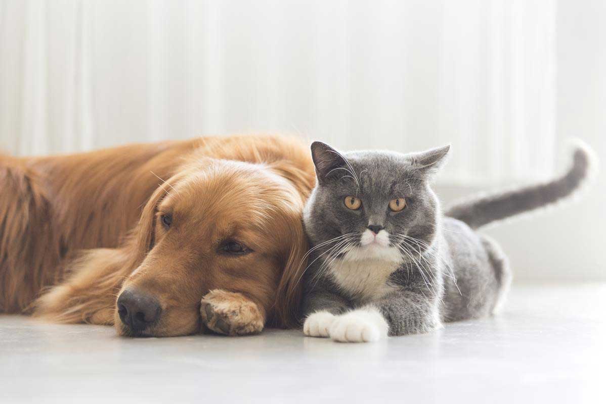 About Castlerock Veterinary Hospital in Dedham, MA