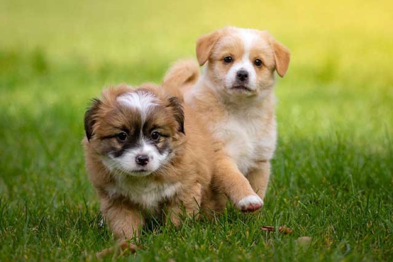 Thunderstorms and Other Noise Phobias In Animals - Veterinary Dedham