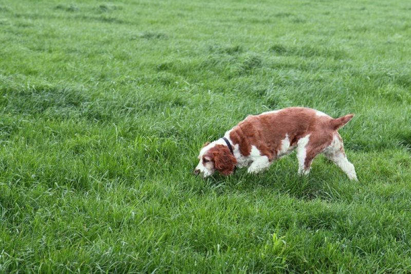 The Veterinary Workforce is in Crisis - Veterinary Dedham