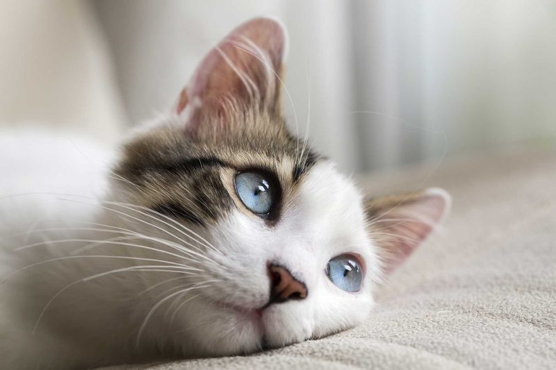 Monkeypox and Pets - Veterinary Dedham
