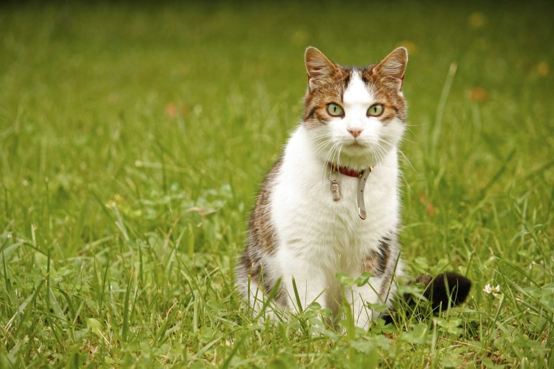 How To Avoid Online Pet Scams - Veterinary Dedham