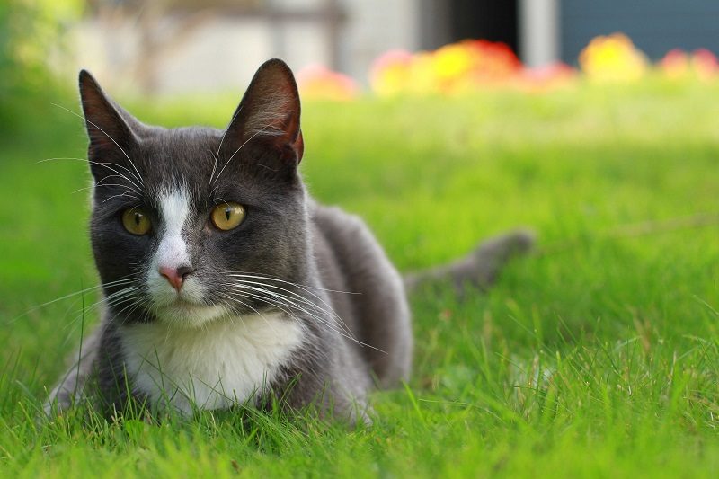 November is National Pet Cancer Awareness Month - Veterinary Dedham