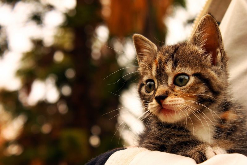 Ringworm, Pets and People - Veterinary Dedham