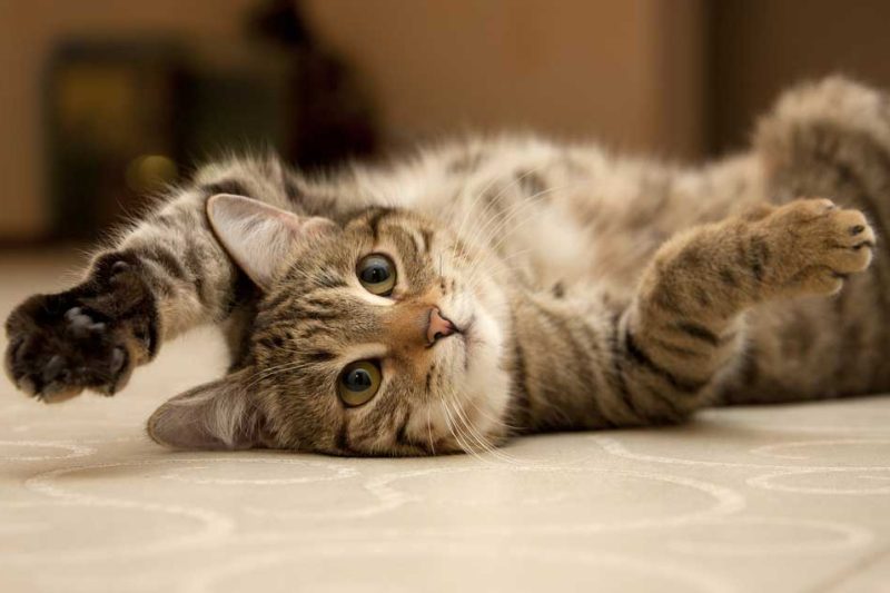 Ginger Cats: What makes them unique is beyond coat-deep - Veterinary Dedham