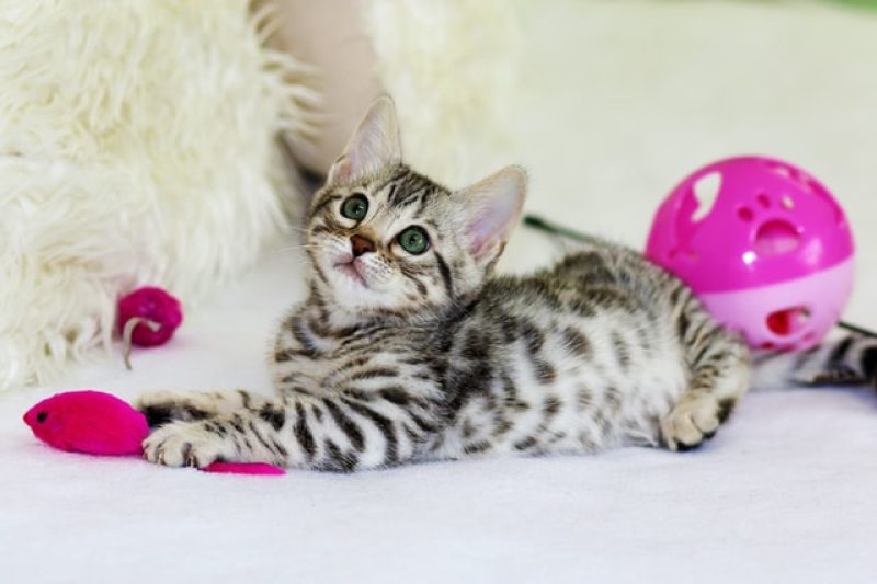 Choosing Cat Toys - Veterinary Dedham