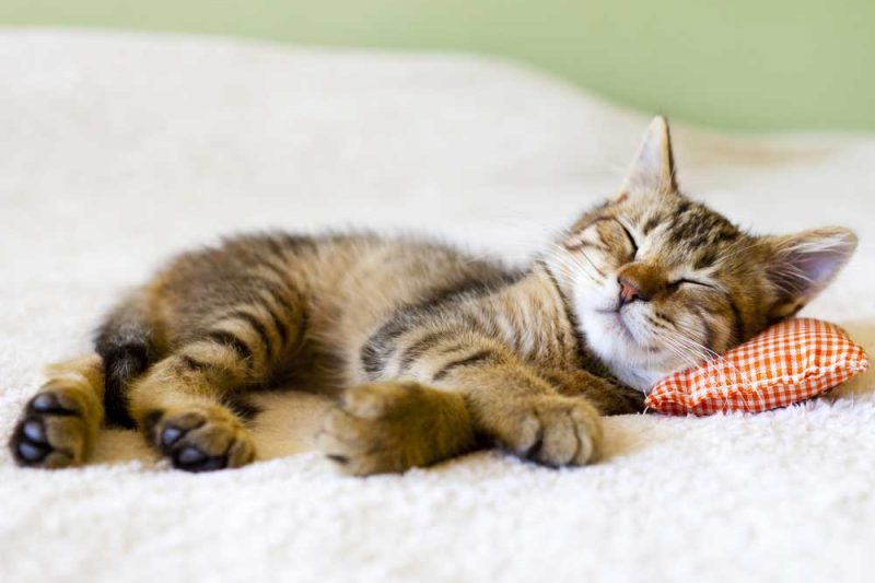 Safety for Spooky Season - Veterinary Dedham