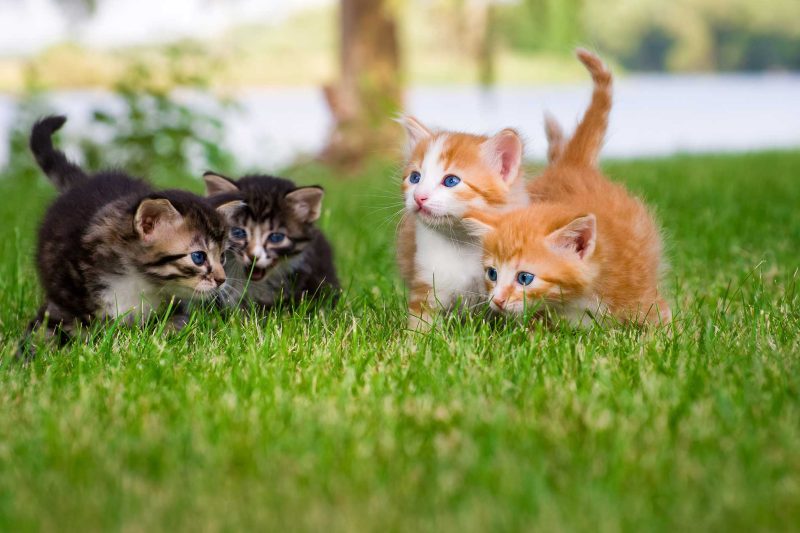 Thoughtful Memorial Ideas to Honor Your Pets - Veterinary Dedham