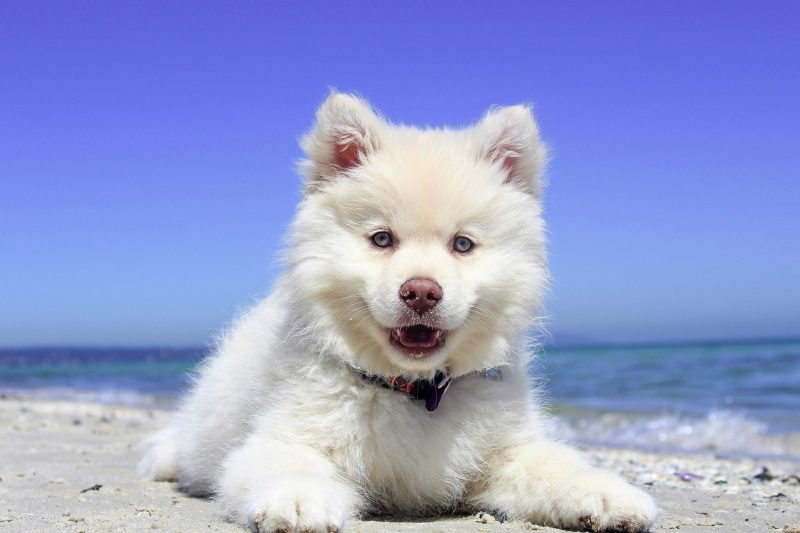 Want to go for a W-A-L-K? - Veterinary Dedham