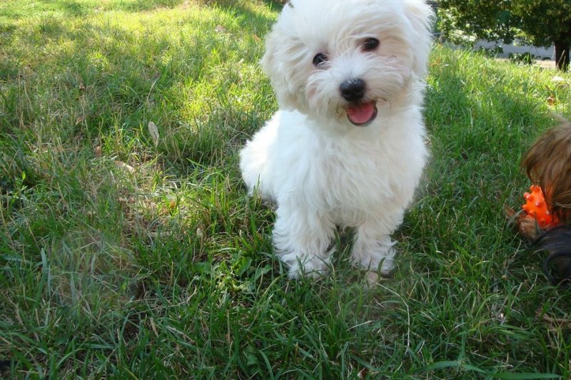 Veterinary Medicine ranks as one of the top 50 Best Careers in 2011 - Veterinary Dedham