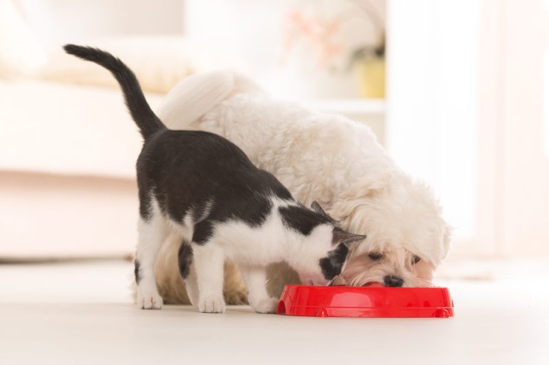 Preservatives in Pet Food - Veterinary Dedham