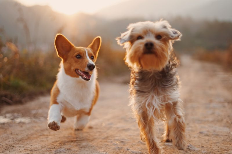 Dogs2 - Veterinary Dedham