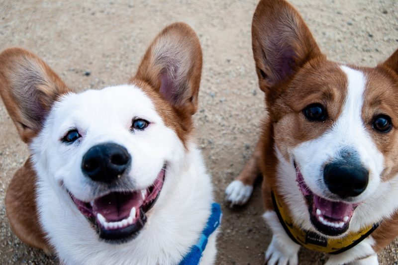 What’s in a pet food label? - Veterinary Dedham