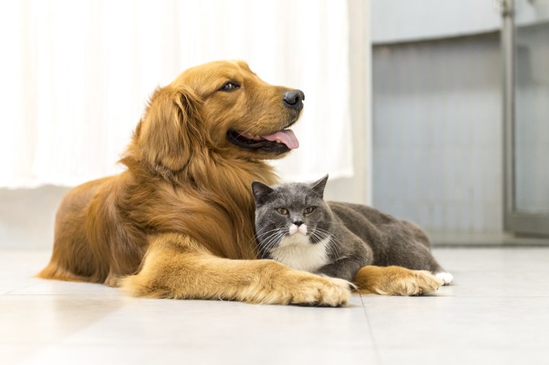 February is Pet Dental Month - Veterinary Dedham