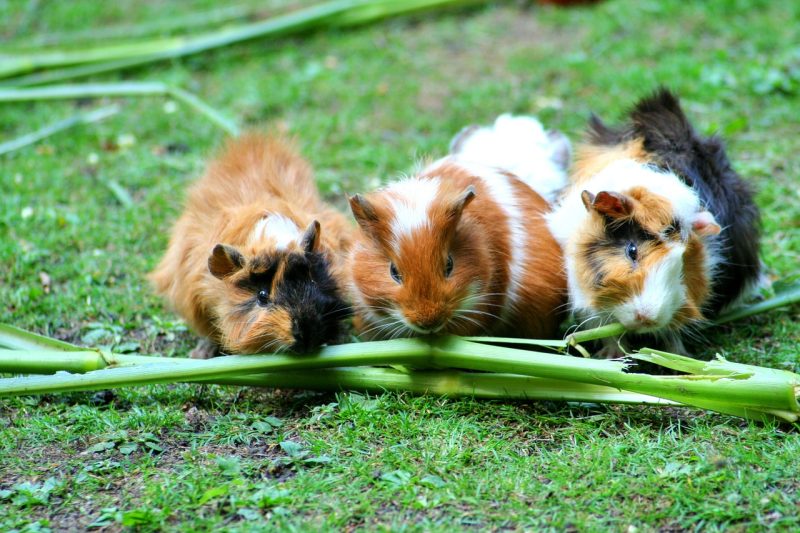 Pining for a “pig”? March is Adopt a Guinea Pig Month! - Veterinary Dedham