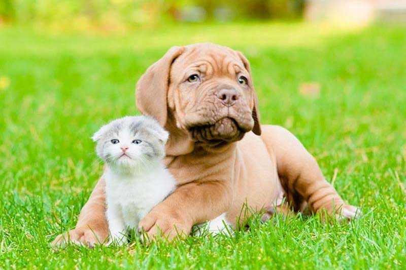 Newclients Img - Veterinary Dedham