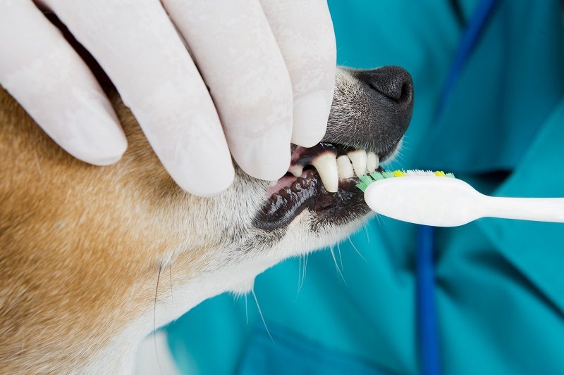 How Clean Is Your Pet’s Mouth? - Veterinary Dedham