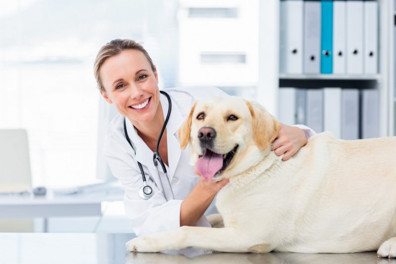 Could Your Pet Be a Life-Saving Hero? - Veterinary Dedham