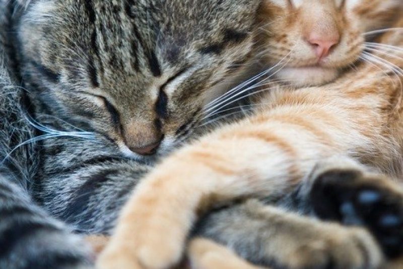 Protecting Your Pet in Winter Weather - Veterinary Dedham