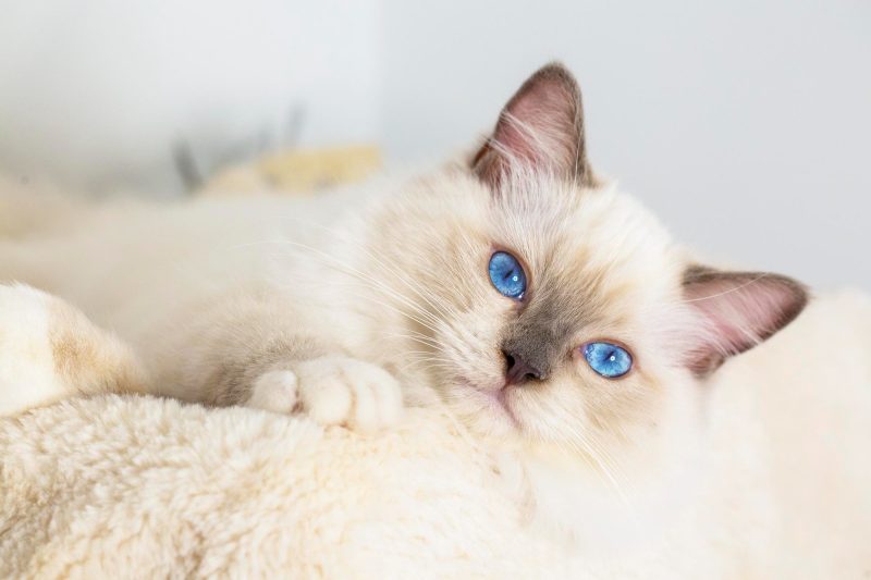 High-Rise Syndrome - Veterinary Dedham