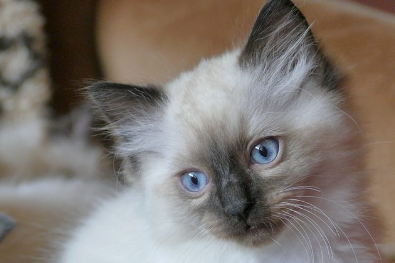 Summer Road Trip Tips - Veterinary Dedham