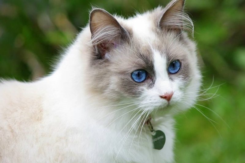 Don’t Take Flea and Tick Prevention for Granted! - Veterinary Dedham
