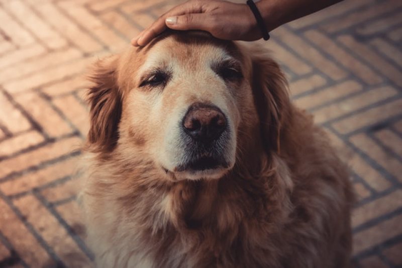 Ten Common Dog Myths - Veterinary Dedham