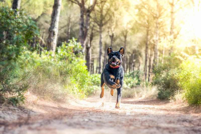 Shot Adorable Fierce Rottweiler Dog Running Forest 1 - Veterinary Dedham