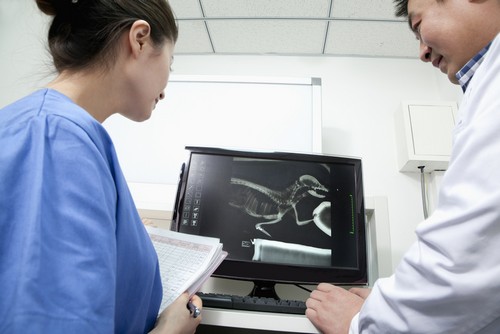 Advanced Digital X-rays for Pets in Dedham, MA