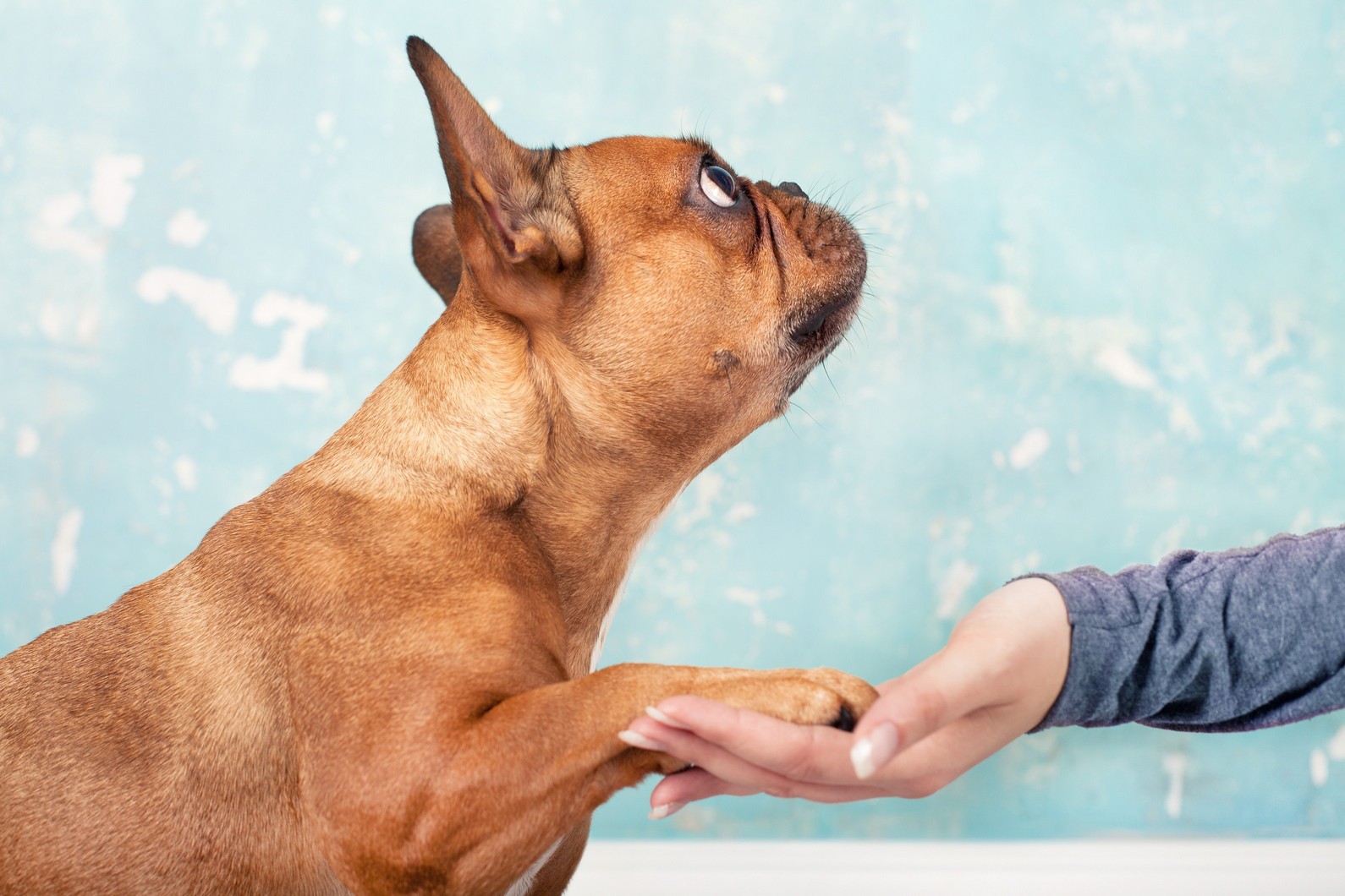 Pet Behavior Management in Dedham, MA