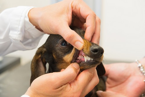 Pet Dental Care in Dedham, MA
