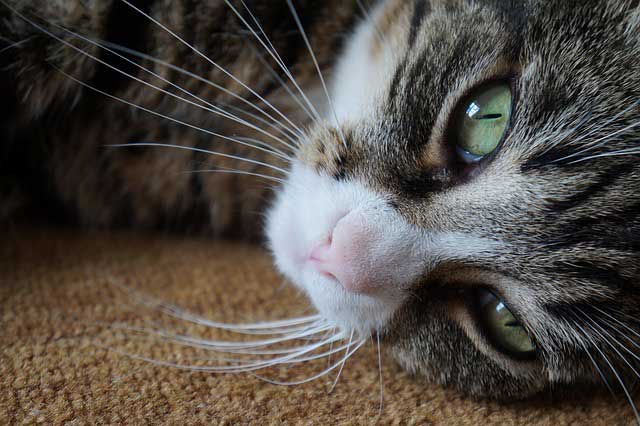 Pet Dermatology Services in Dedham, MA