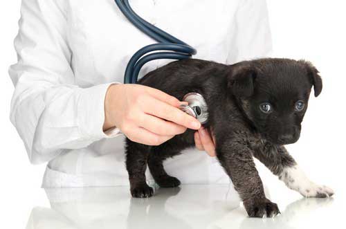 Emergency and Urgent Care for Pets in Dedham, MA