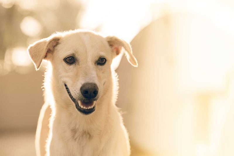 Smallanimalgeriatriccare Img - Veterinary Dedham